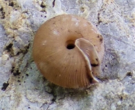 Trissexodon constrictus (Boub�e, 1836).