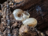 Vallonia excentrica 3