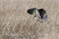 Plegadis falcinellus