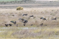 Plegadis falcinellus