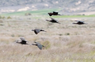 Plegadis falcinellus