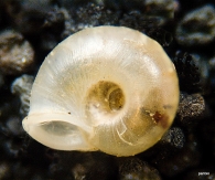 Vallonia pulchella 2