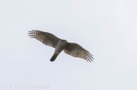 Accipiter nisus