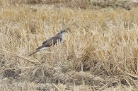 Accipiter nisus