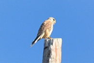 Falco tinnunculus L., Cernícalo vulgar.