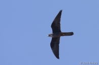 Halcón de Eleonora (Falco eleonorae)