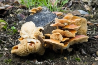 Flammulina velutipes