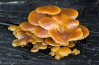 Flammulina velutipes