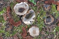Geopora sumneriana