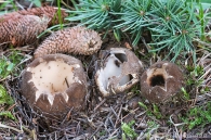 Geopora sumneriana
