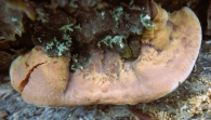 Hapalopilus nidulans (Pers.) Cantante (1936). Falsa ostra.
