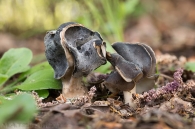 Helvella leucopus