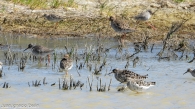 Combatiente/Calidris pugnax
