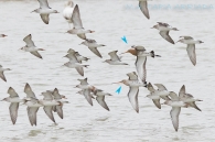 Aguja colinegra/Kuliska buztanbeltz