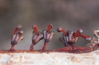 Metatrichia vesparia (Batsch) Nann.-Bremek. ex G.W. Martin & Alexop. 1969