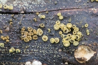 Neodasyscypha cerina (Pers.) Spooner 2005
