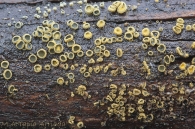 Neodasyscypha cerina (Pers.) Spooner 2005