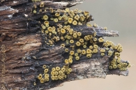 Neodasyscypha cerina (Pers.) Spooner 200