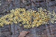 Neodasyscypha cerina (Pers.) Spooner 2005
