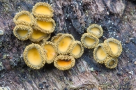 Neodasyscypha cerina (Pers.) Spooner 2005