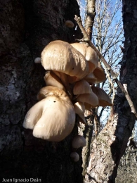 Oudemansiella mucida