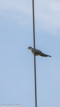 Cuco Cuculus canorus 3