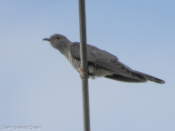 Cuco Cuculus canorus