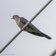 Cuco Cuculus canorus 2