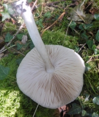 Pluteus cervinus (Schäffer) P. Kumm. (1871) 2