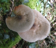 Pluteus cervinus (Schäffer) P. Kumm. (1871)