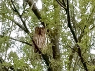 Strix aluco, Cárabo común