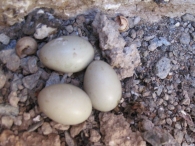 Upupa epops L., Abubilla. (Huevos y cr�as) 5