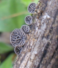 Resupinatus applicatus (Batsch) Gray.