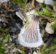 Schizophyllum commune Fr., Esquizofilo com�n, Egur beira, Ardagaitxo. 3