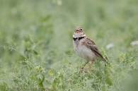 Melanocorypha calandra.Calandria/Kalandria