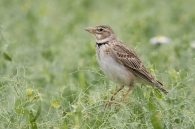 Melanocorypha calandra.Calandria/Kalandria