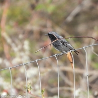 Colirrojo tizón macho
