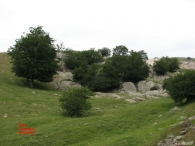 Cueva de Lizarraga I