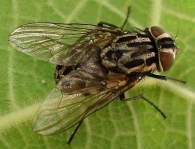 Graphomya maculata -hembra-
