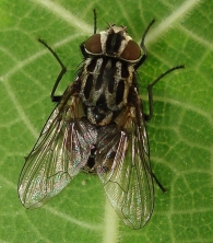 Graphomya maculata -hembra- 2