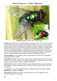 Lucilia caesar