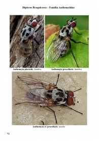 Anthomyia procellaris