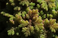 Azolla filiculoides