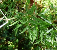 Sambucus nigra laciniata L. 2