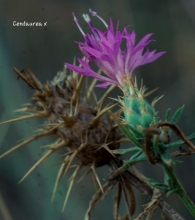 Centaurea x sanchisiana Gomez Navarro 2