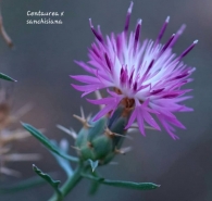 Centaurea x sanchisiana Gomez Navarro
