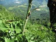 Cicerbita alpina (L.) Wallroth, Lechuga de los Alpes 8