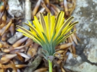 Taraxacum columnare 3