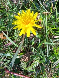 Taraxacum columnare 2
