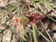 Sedum caespitosum